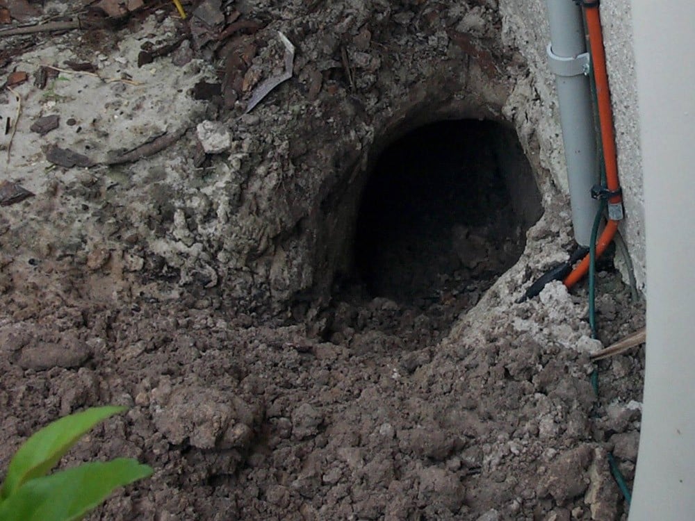 An armadillo hole dug into the grounds next to a home's foundation