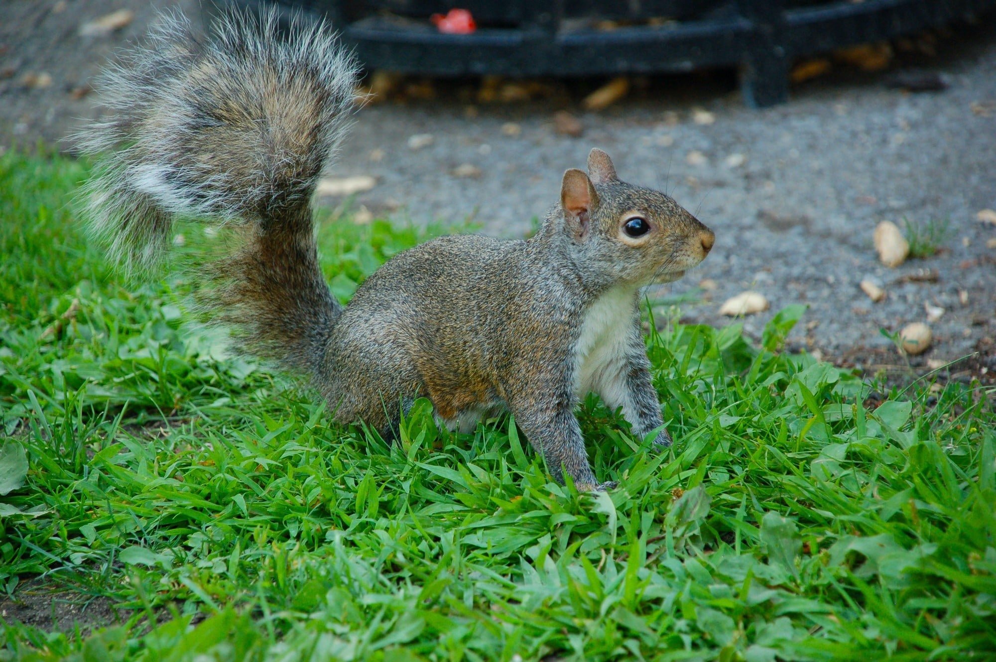 A red squirrel sitting on a moss covered rock in the forest looking at the camera