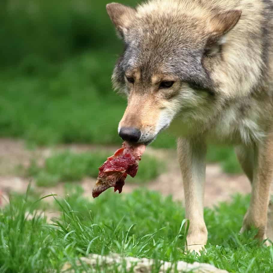 A coyote walking through grass with a scrap of meat in it's mouth.