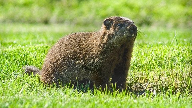 A groundhog stands ready in a field of grass