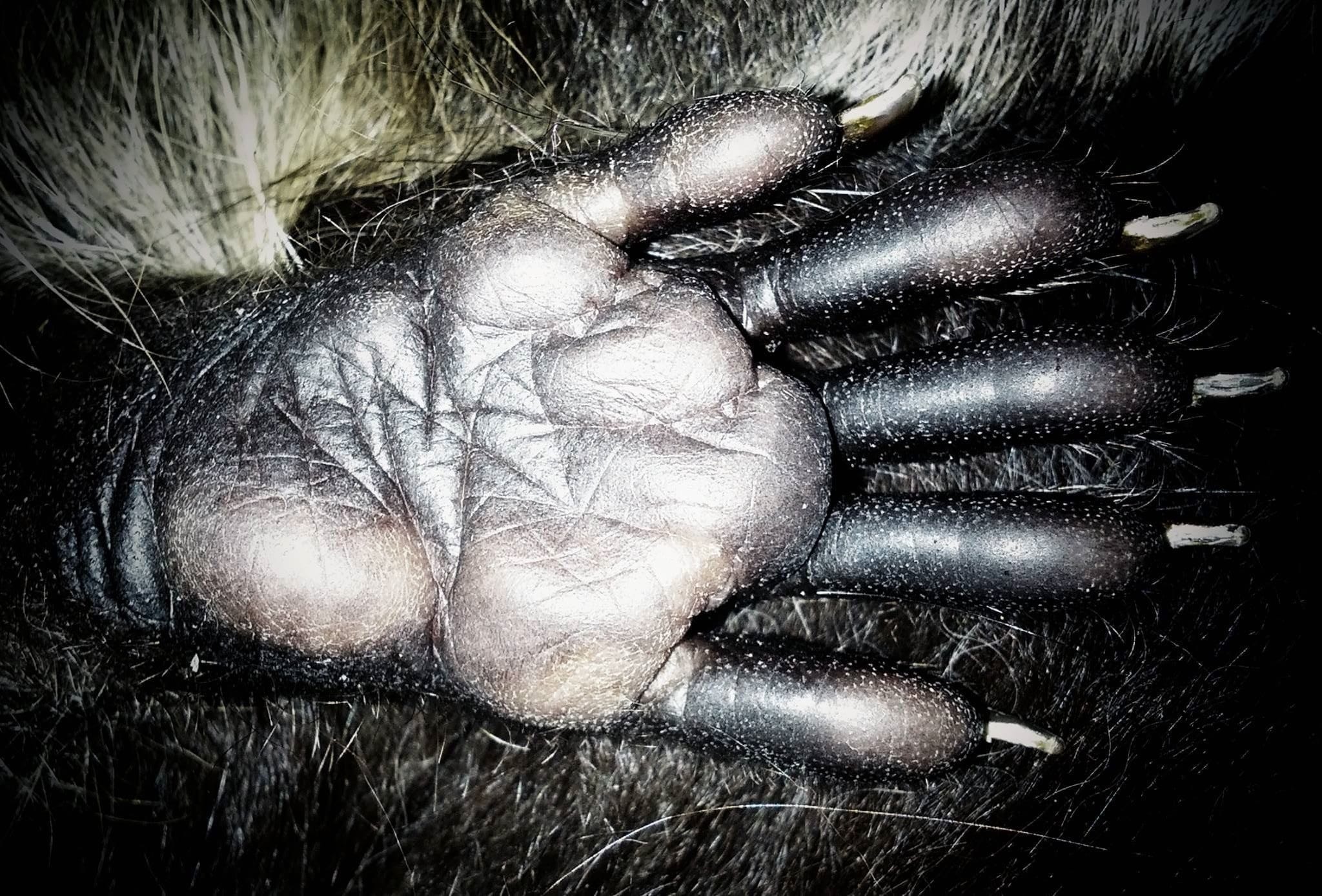 Close up of a raccoons front paw.