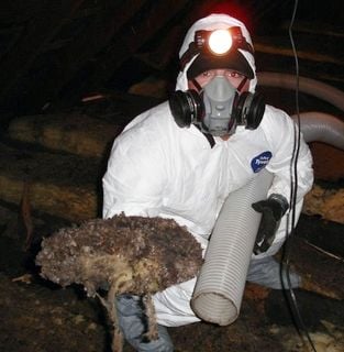 A jarrod's pest control worker in a white tyvek contamination suit holds a decomposing animal in one hand and a vacuum hose in the other.