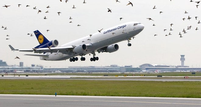 A flock of birds surrounds a jet taking off.