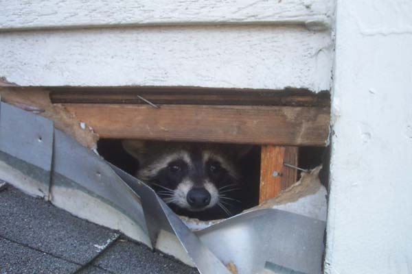 A raccoon face peers out of a hole in the siding of a house where the raccoon was able to pull the siding off to gain entrance to the attic