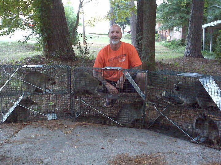 a man in an orange t-shirt squats behind 6 cages filled with captured raccoons