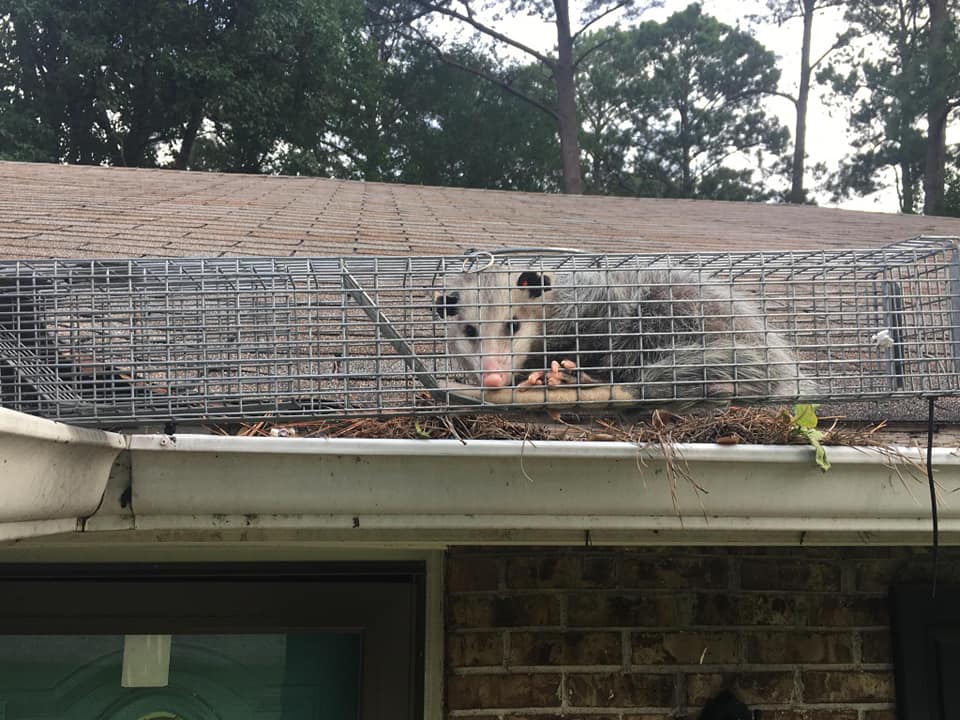 An opossum is shown in a wire cage trap on the roof of a home.