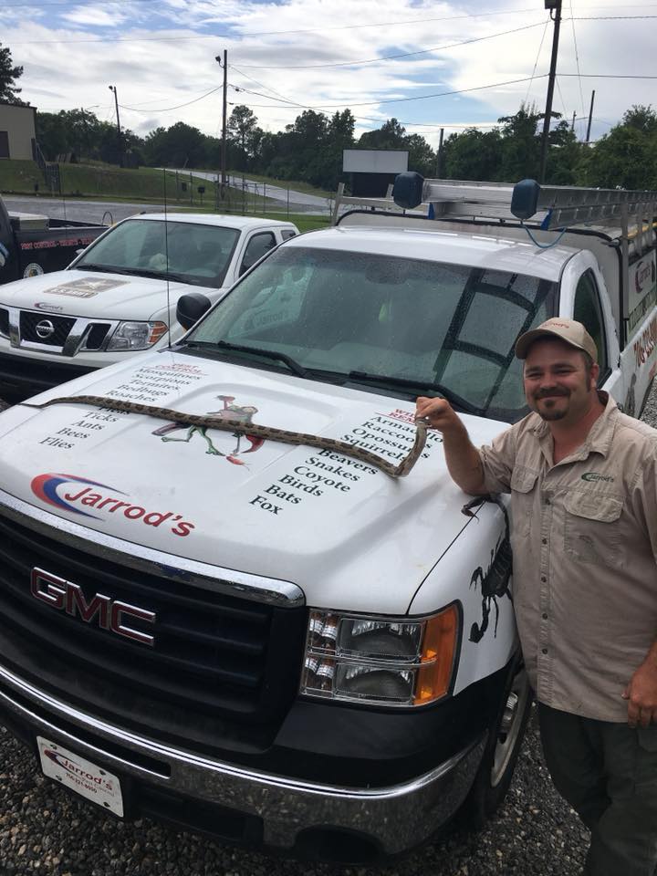 A smiling Jarrod's employee holds a dead 5 ft. long snake by the head as it lays across the hood of a work truck.